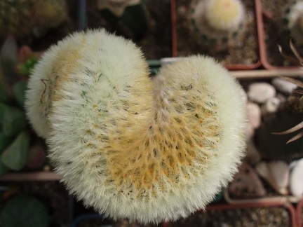 Коллекция Игоря Билык (Белая Церковь)