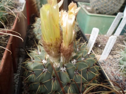 Коллекция Игоря Билык (Белая Церковь)