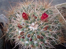 Коллекция Игоря Билык (Белая Церковь)