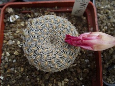 Коллекция Игоря Билык (Белая Церковь)