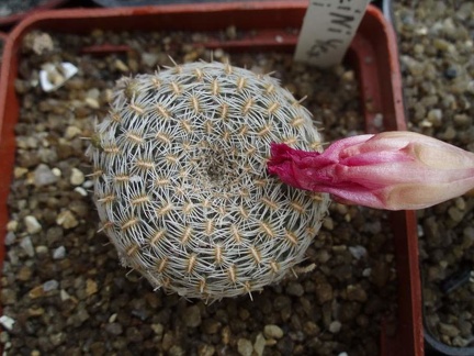 Коллекция Игоря Билык (Белая Церковь)