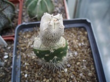 Коллекция Игоря Билык (Белая Церковь)