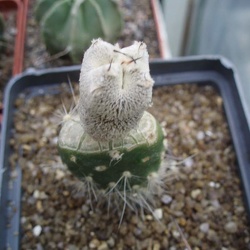 Фото коллекции Игоря Билык (г. Белая Церковь)