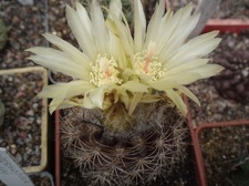 Коллекция Игоря Билык (Белая Церковь)