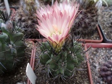 Коллекция Игоря Билык (Белая Церковь)