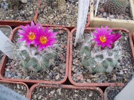 Коллекция Игоря Билык (Белая Церковь)