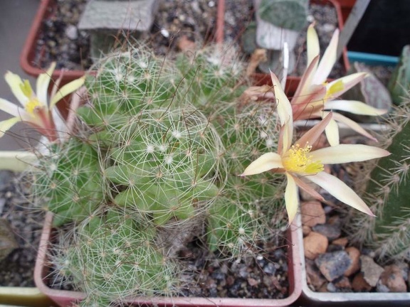 Коллекция Игоря Билык (Белая Церковь)