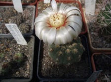 Коллекция Игоря Билык (Белая Церковь)