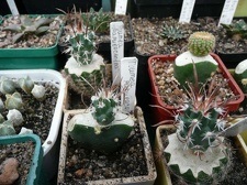 Коллекция Игоря Билык (Белая Церковь)