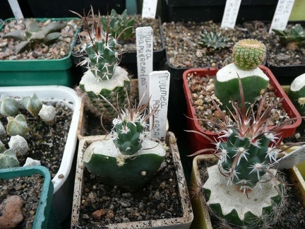 Коллекция Игоря Билык (Белая Церковь)