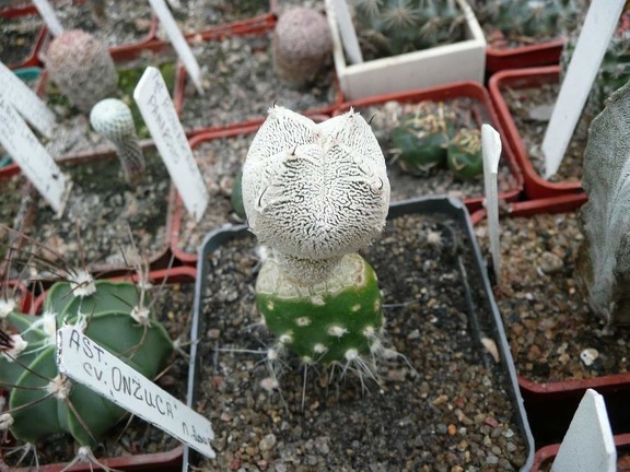 Коллекция Игоря Билык (Белая Церковь)