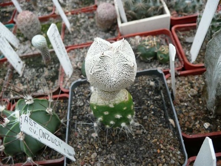 Коллекция Игоря Билык (Белая Церковь)