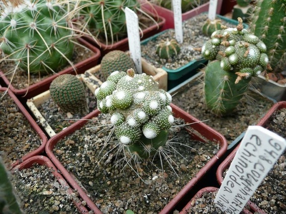 Коллекция Игоря Билык (Белая Церковь)