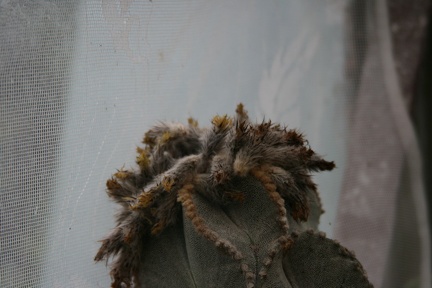 Коллекция Сергея Чеховского  (Киев)