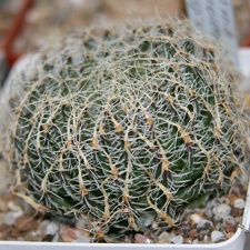 Коллекция Сергея Чеховского  (Киев)