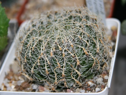 Коллекция Сергея Чеховского  (Киев)