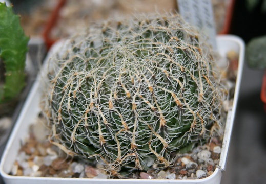 Коллекция Сергея Чеховского  (Киев)
