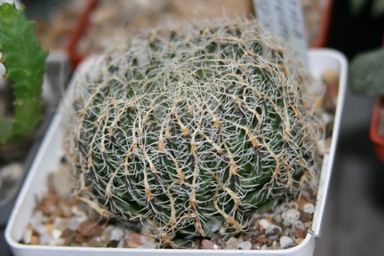 Коллекция Сергея Чеховского  (Киев)