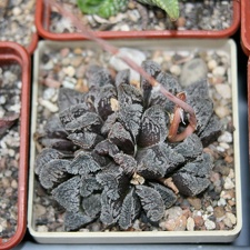 Коллекция Сергея Чеховского  (Киев)