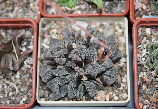 Коллекция Сергея Чеховского  (Киев)