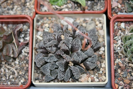 Коллекция Сергея Чеховского  (Киев)