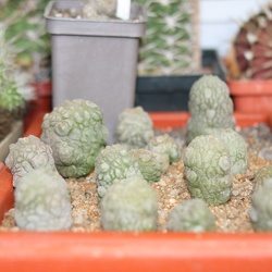 Фото коллекции Сергея Чеховского (г. Киев)