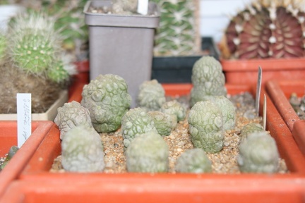 Коллекция Сергея Чеховского  (Киев)