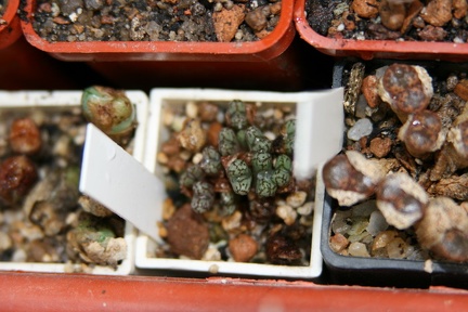 Коллекция Сергея Чеховского  (Киев)