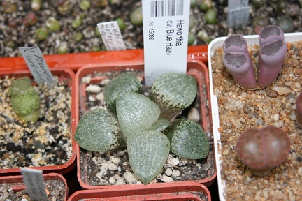 Коллекция Сергея Чеховского  (Киев)