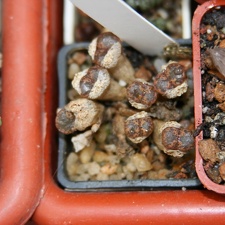 Коллекция Сергея Чеховского  (Киев)