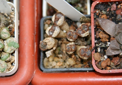 Коллекция Сергея Чеховского  (Киев)