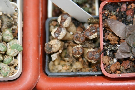 Коллекция Сергея Чеховского  (Киев)