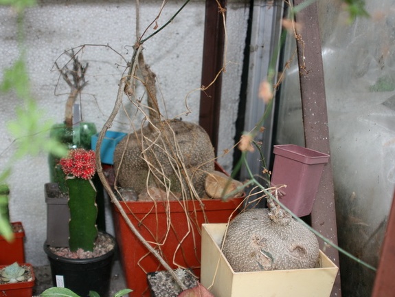 Коллекция Сергея Чеховского  (Киев)