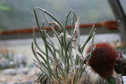 Коллекция Сергея Чеховского  (Киев)