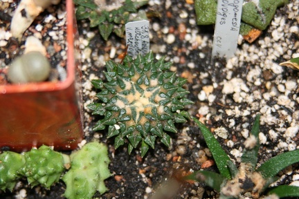 Коллекция Сергея Чеховского  (Киев)