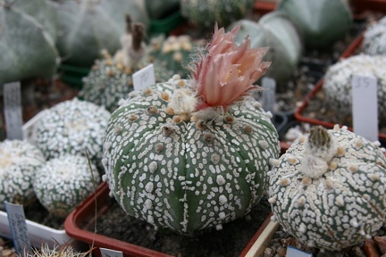 Коллекция Сергея Чеховского  (Киев)