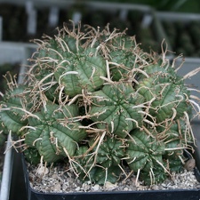Коллекция Сергея Чеховского  (Киев)
