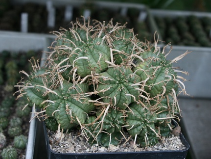 Коллекция Сергея Чеховского  (Киев)