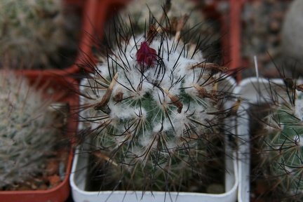 Коллекция Сергея Чеховского  (Киев)