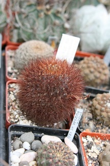 Коллекция Сергея Чеховского  (Киев)