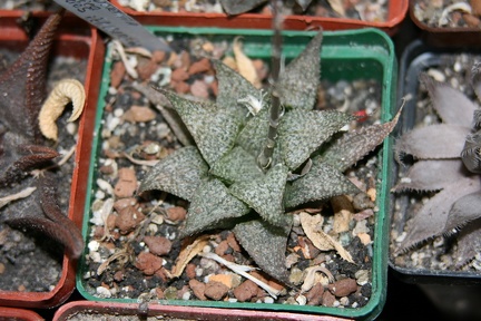 Коллекция Сергея Чеховского  (Киев)