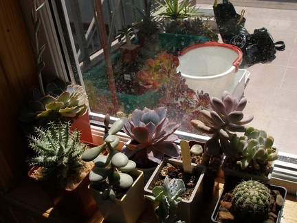 Коллекция Натальи Эллис  (Одесса)