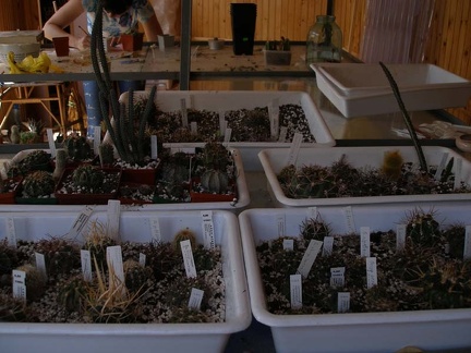 Коллекция Натальи Эллис  (Одесса)