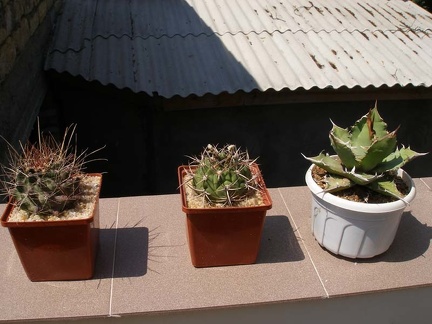 Коллекция Натальи Эллис  (Одесса)