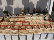 Коллекция Натальи Эллис  (Одесса)