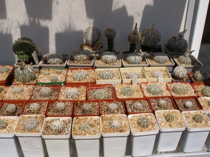 Коллекция Натальи Эллис  (Одесса)