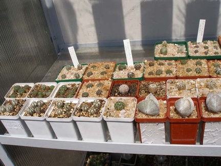 Коллекция Натальи Эллис  (Одесса)