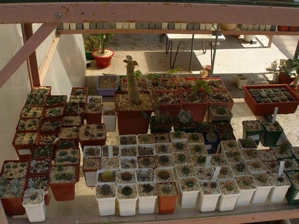 Коллекция Натальи Эллис  (Одесса)