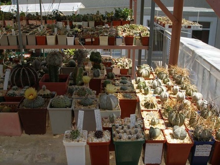 Коллекция Натальи Эллис  (Одесса)