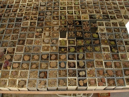 Коллекция Натальи Эллис  (Одесса)